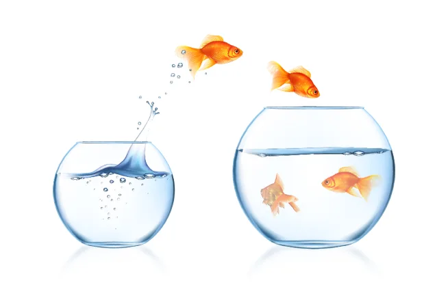 Migration to Magento
